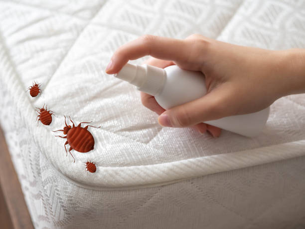 Best Emergency Pest Control  in Westvale, NY