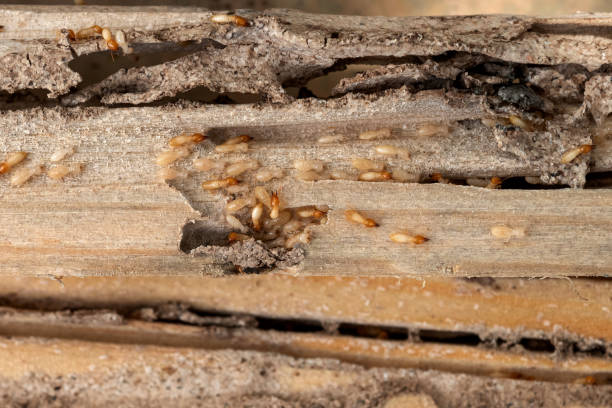 Best Pest Removal Services  in Westvale, NY